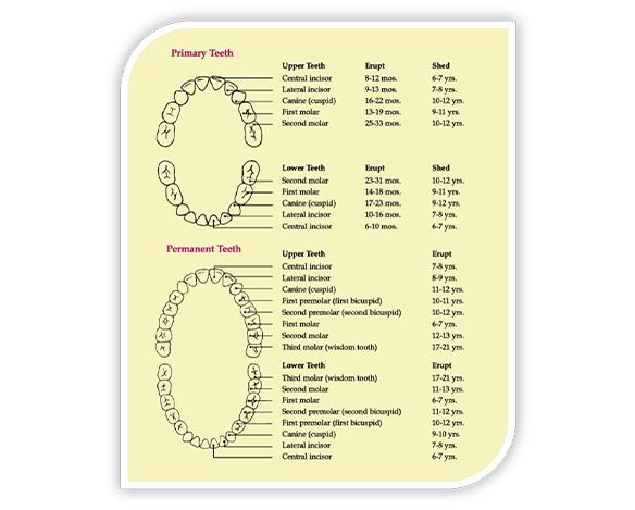 Tooth chart comparing primary and permanent teeth